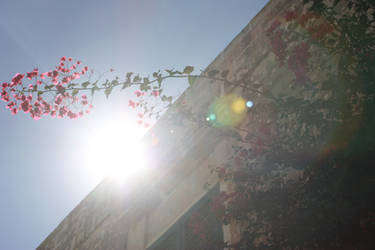 flowers and sun