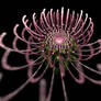 fractal pink chrysanthemum