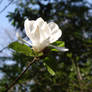 Flor blanca_White flower