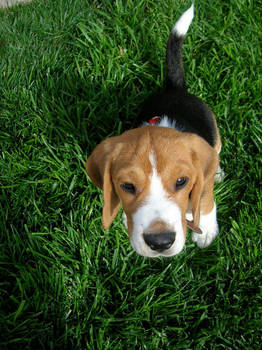 Lou The Beagle
