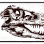 Tyrannosaurus Skull