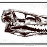 Velociraptor Skull