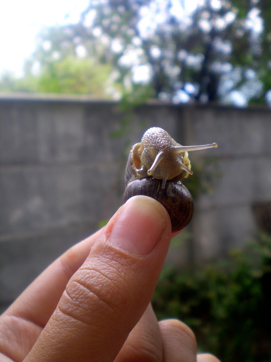 Snail