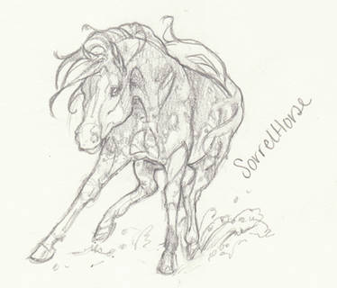 Horse Anatomy Sketch V