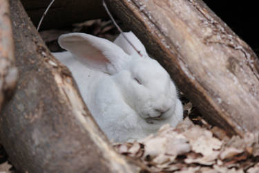 Rest For The Bunny