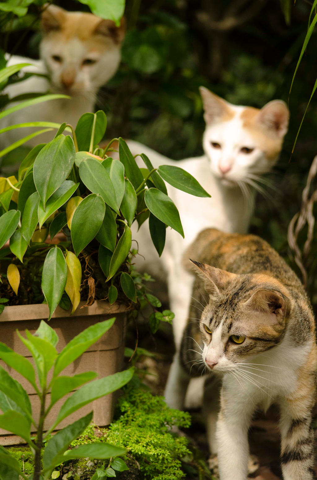 Cats in the Backyard