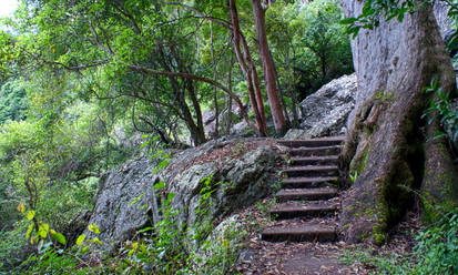 Forest Stairs