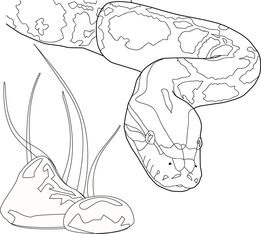 Honey Burmese Python Line Art by mrinx on DeviantArt