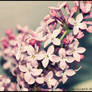 Lilacs