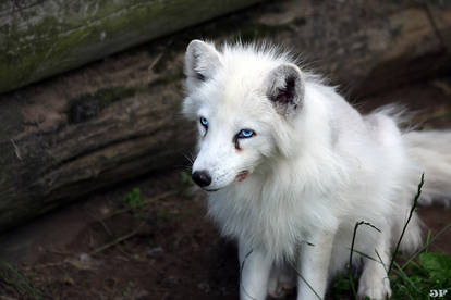 Polar fox Polle