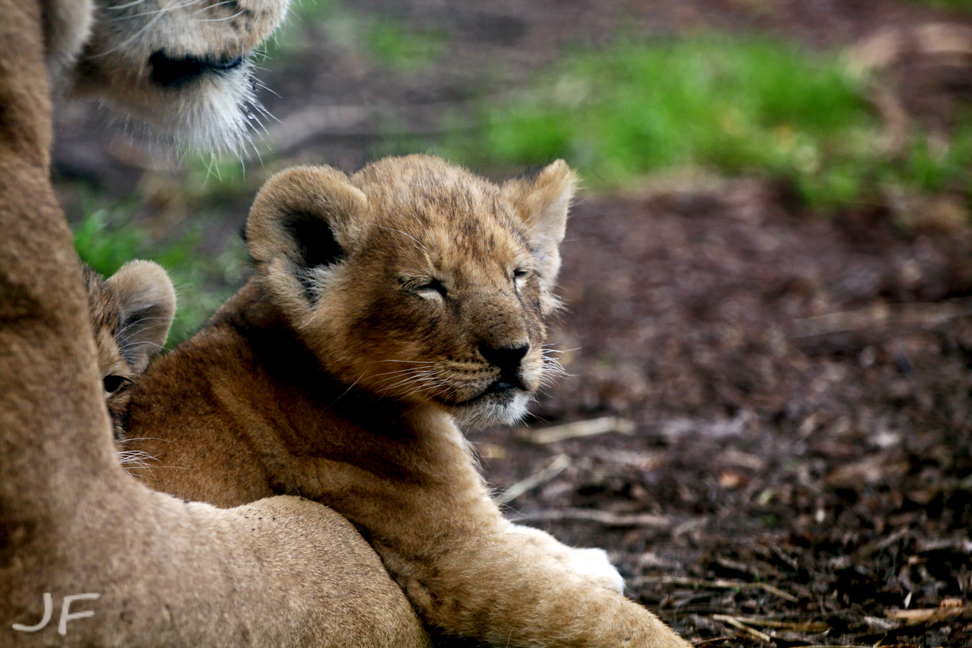 Lion Cub