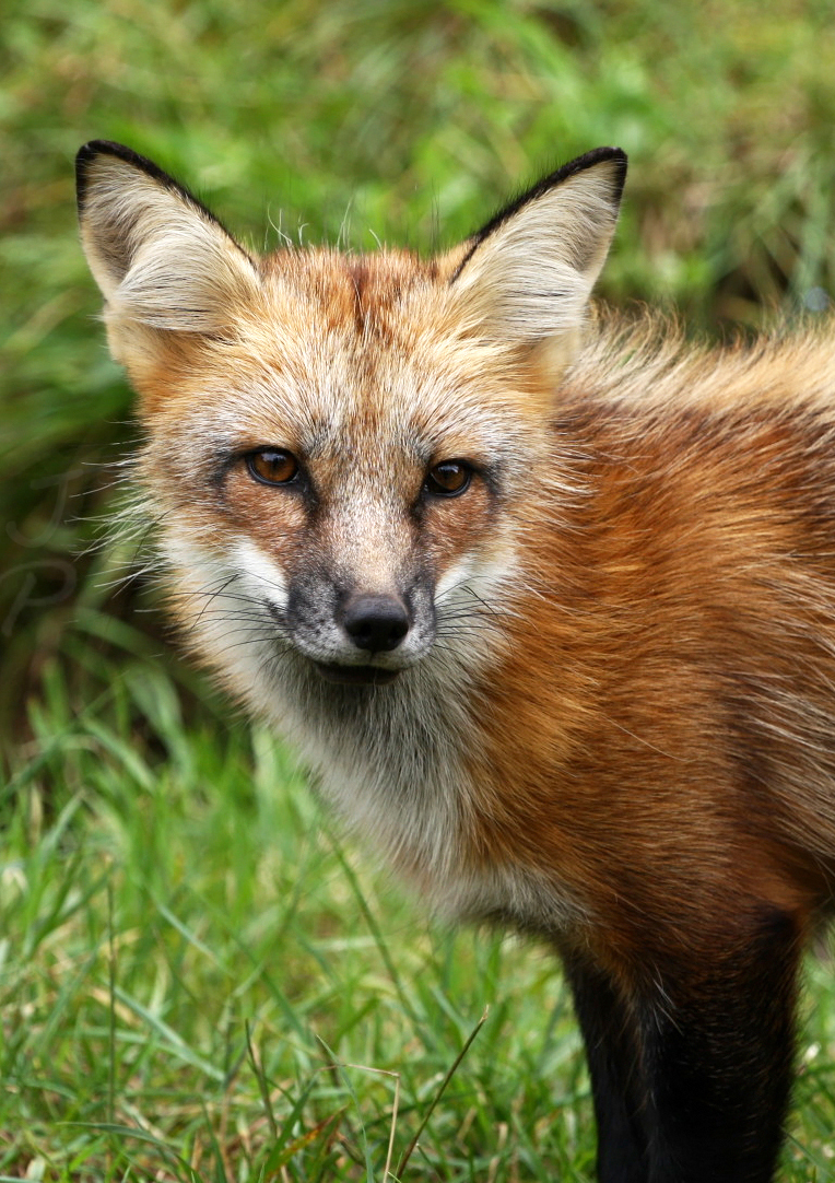 Fox portrait