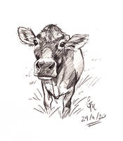 Calf Sketch