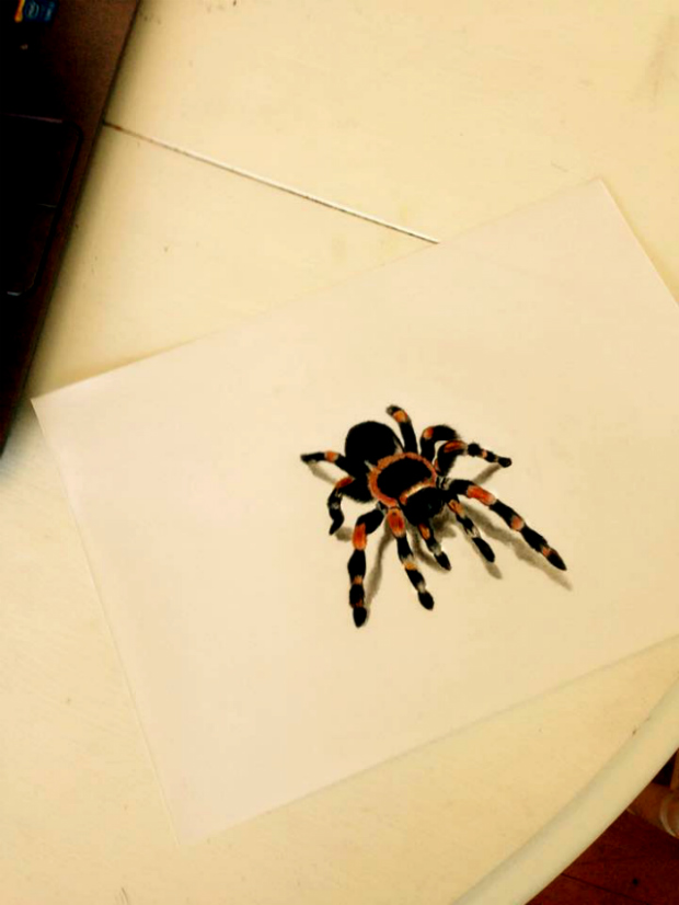 Spider