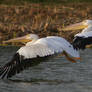 Pelicans