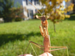 Praying Mantis