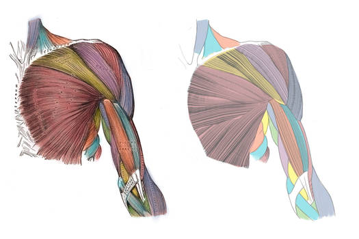 ANATOMY - Shoulder and Bicep Muscles