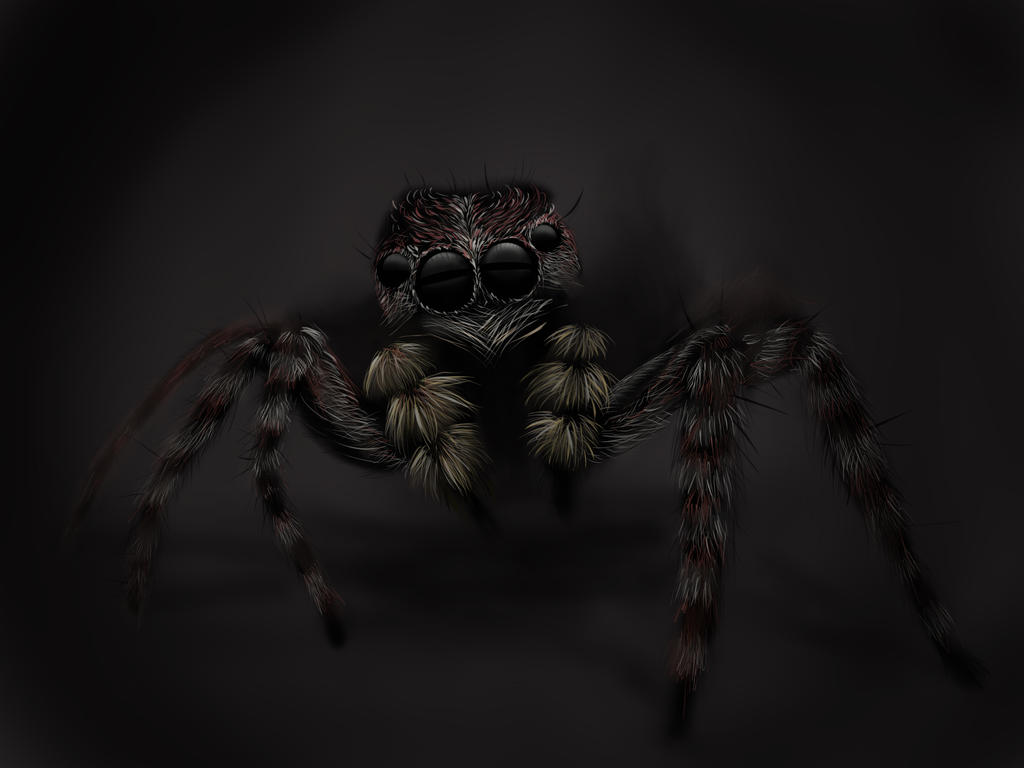 Spider Insect Deviantart Spider by SEEvans on DeviantArt