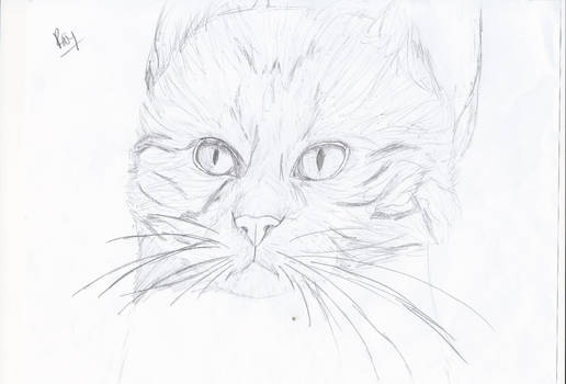 First Attempt at Realistic Cat Drawing.