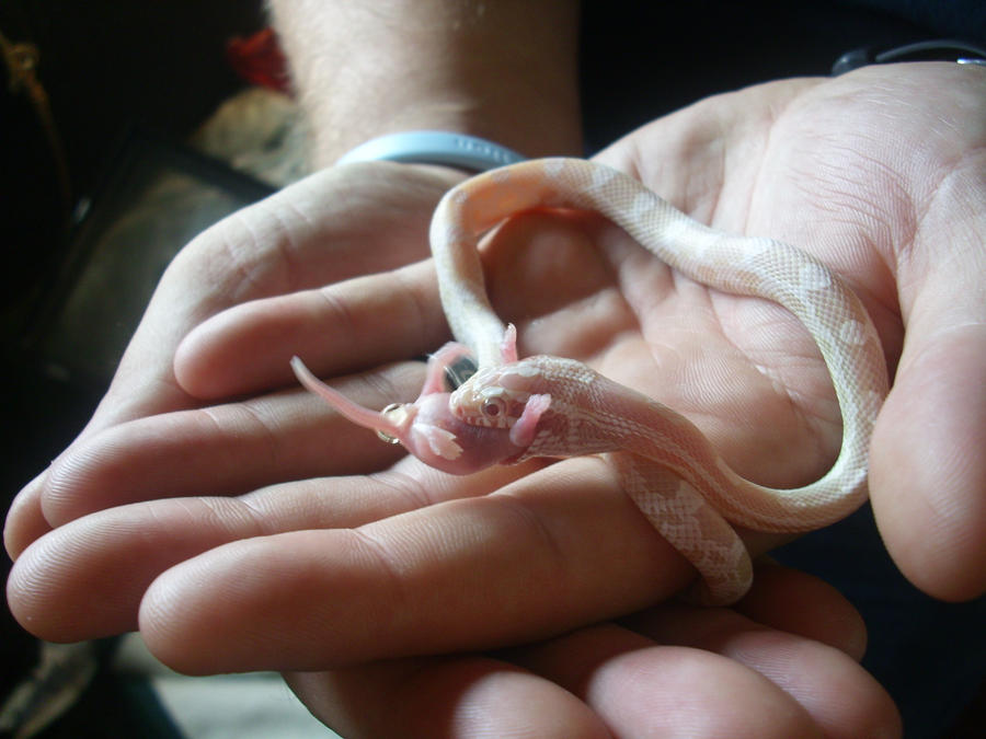 My Baby Snow Corn Snake By Isaidno On Deviantart My Baby Snow Corn Snake By Isaidno On Deviantart