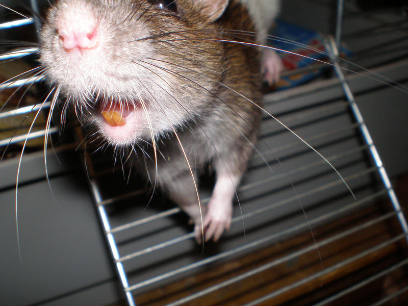Rats Mouth by Swift-Photos on DeviantArt