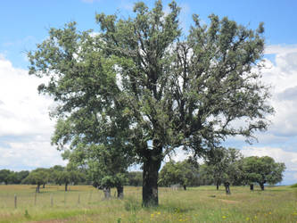 No soy arbol, soy un Ent