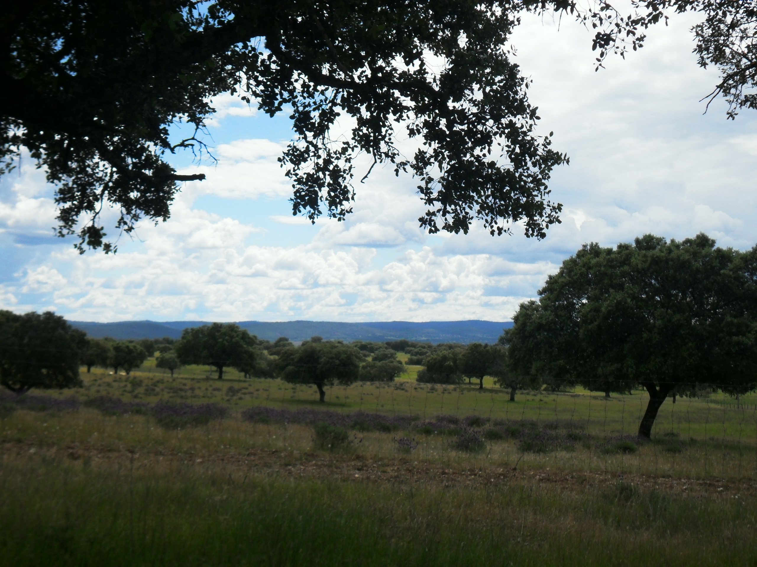 Paisaje de caceres again