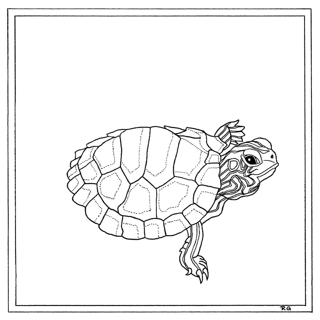 Common map turtle by piesn on DeviantArt