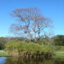 Kirstenbosch