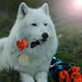 The Wolf With the Red Roses