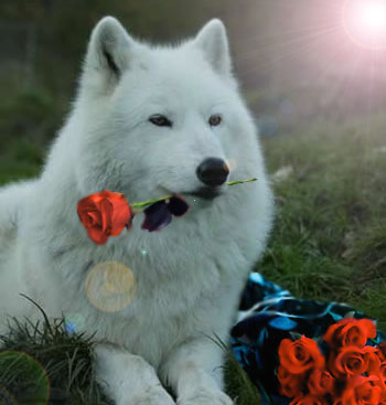 The Wolf With the Red Roses