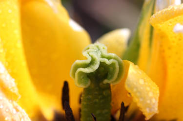 Internal photo of a flower