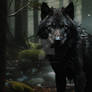 Black wolf