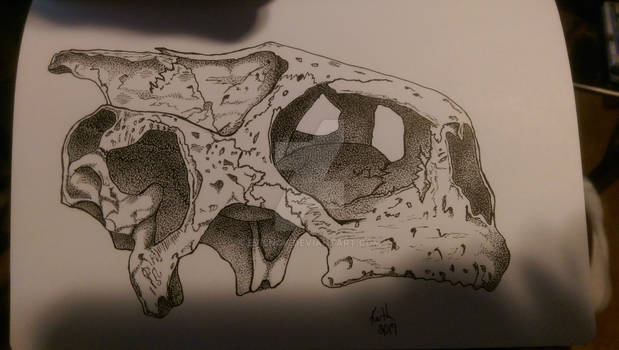 Sea Turtle Skull