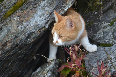 Orange cat stock