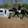 Dressage Stallion