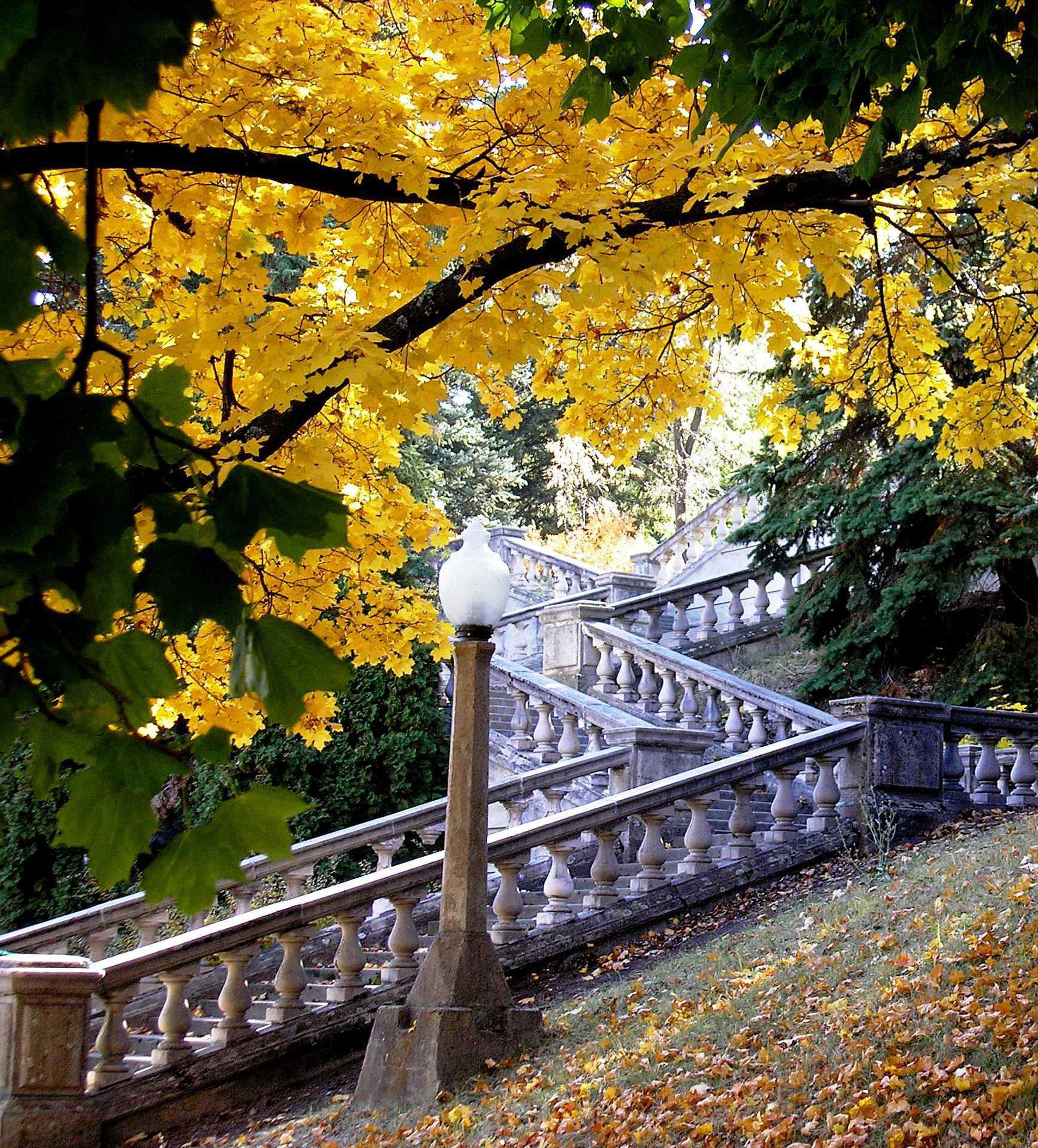 Fall tree and stairs