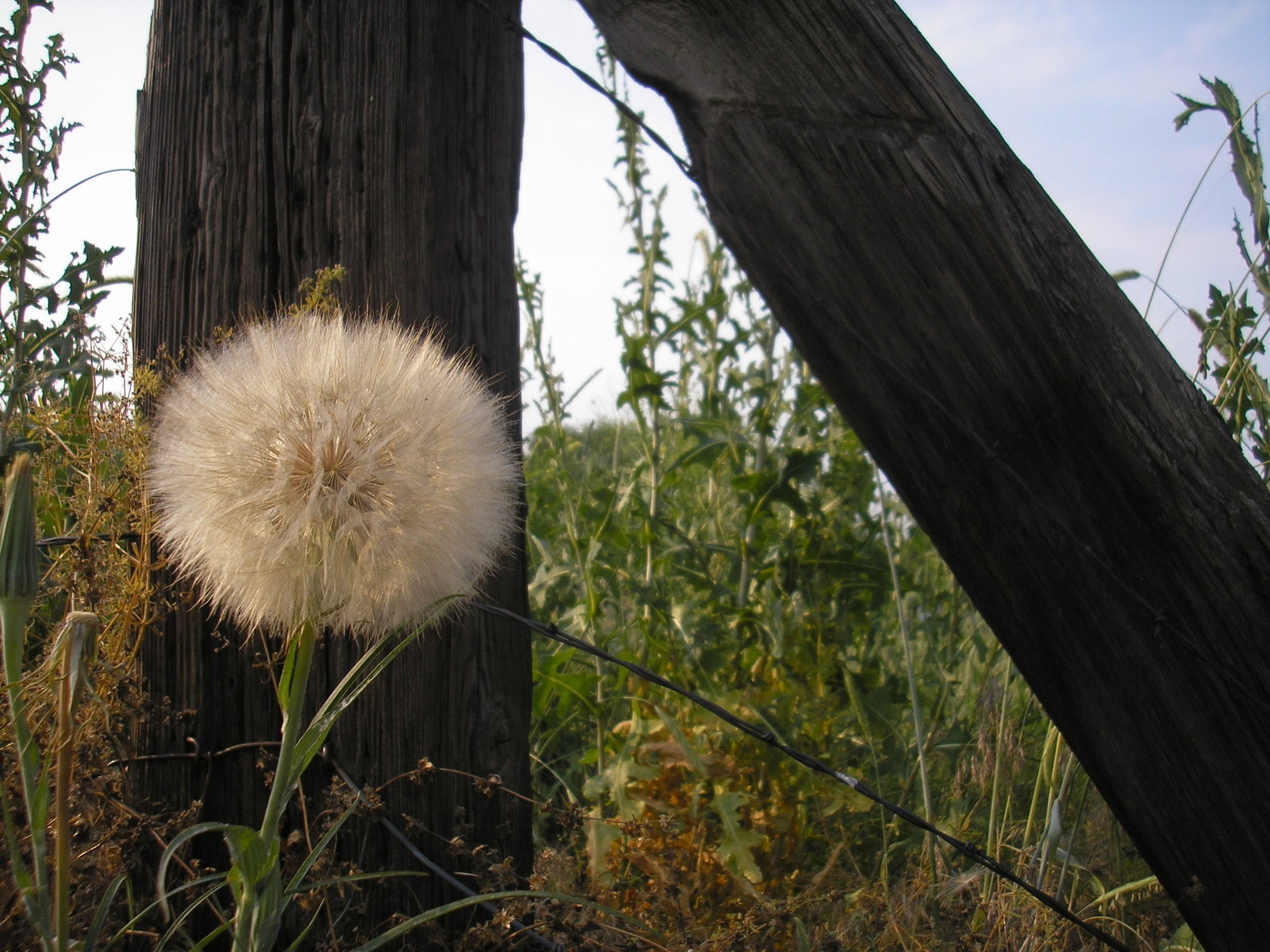 puff ball and fence