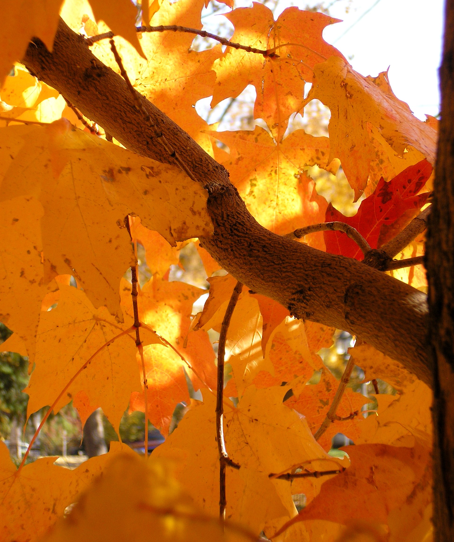 Fall leaves