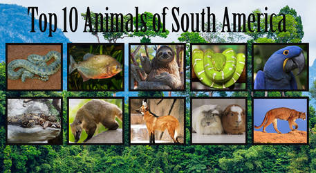 My Top 10 Animals of South America