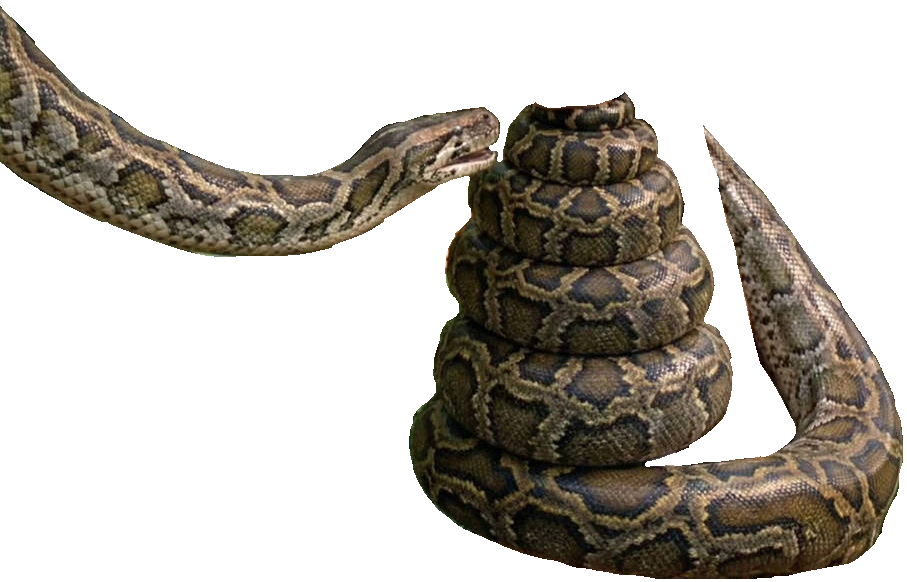 Snake coiling Who by ToyHypnoRabbitPython on DeviantArt