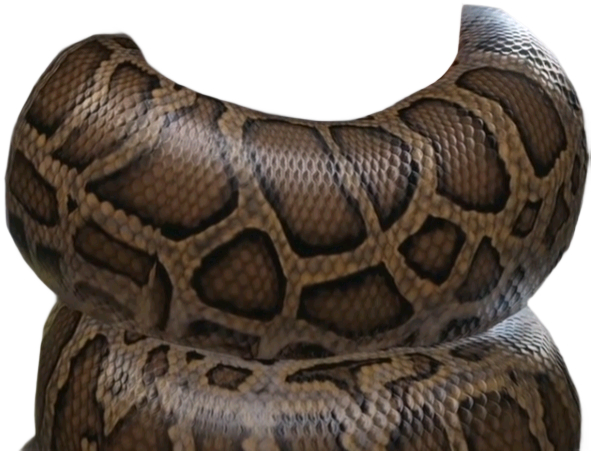 Python coiling Who by ToyHypnoRabbitPython on DeviantArt