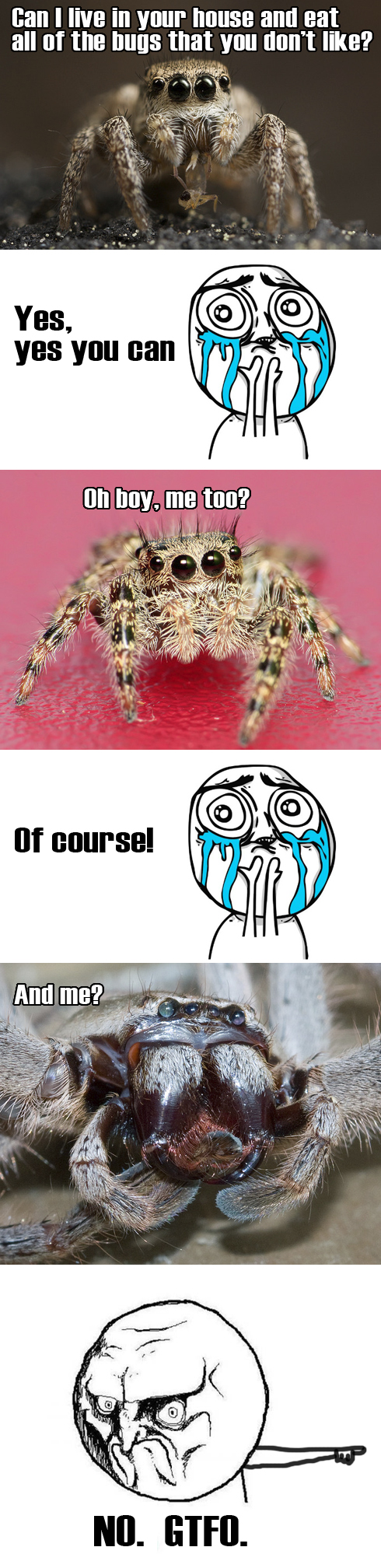 cutest-spider