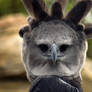 Harpy Eagle