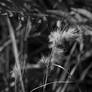 Cat-tails