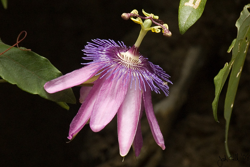 Passion Flower