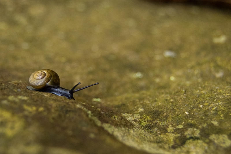 Tiny Snail