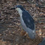 Night Heron