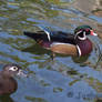 Wood Duck