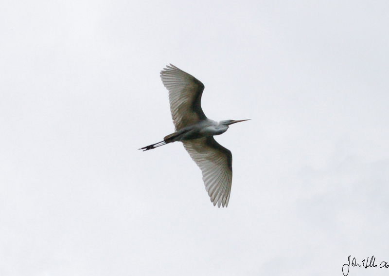 Great Egret